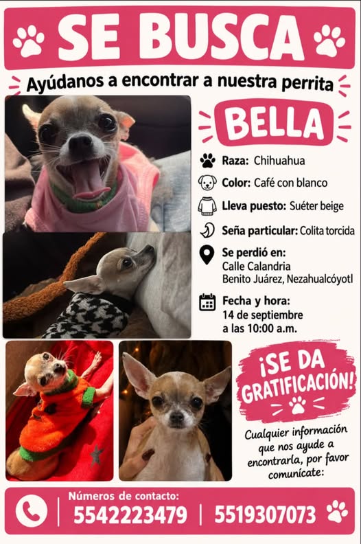 bellita