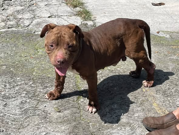 Lost dog