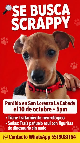 cachorrito