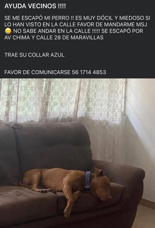 Lost dog