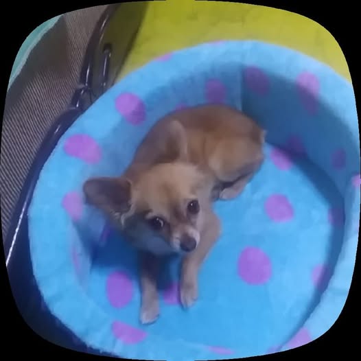 Rayito