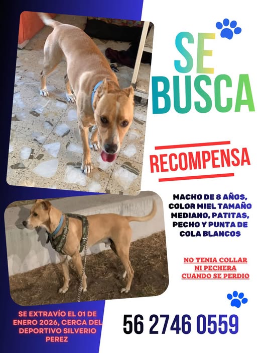 BRUNO