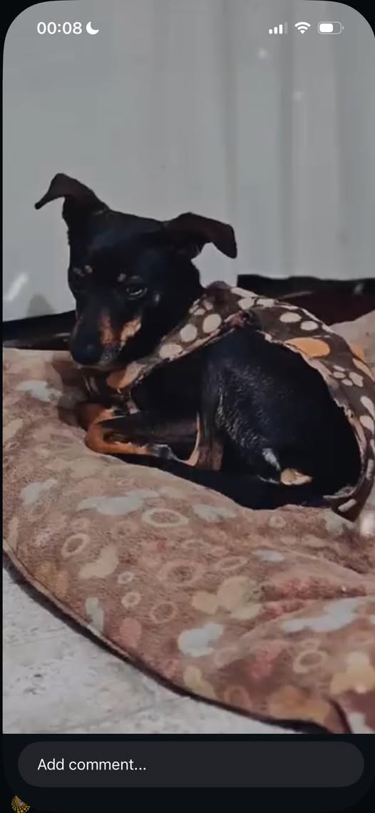 Lost dog