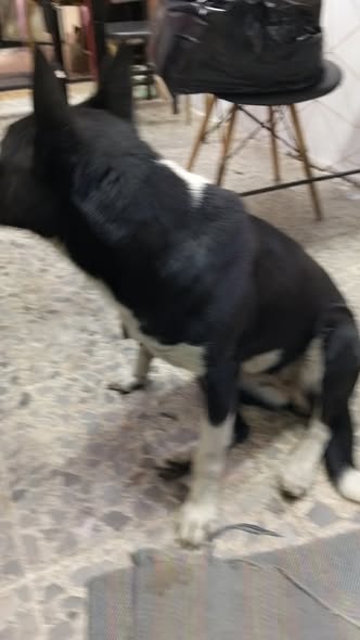 Lost dog