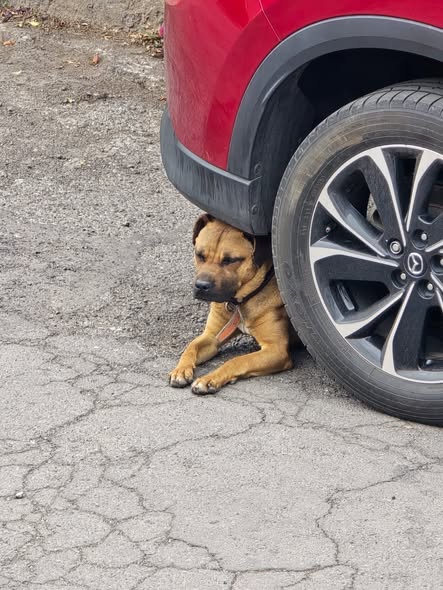 Lost dog