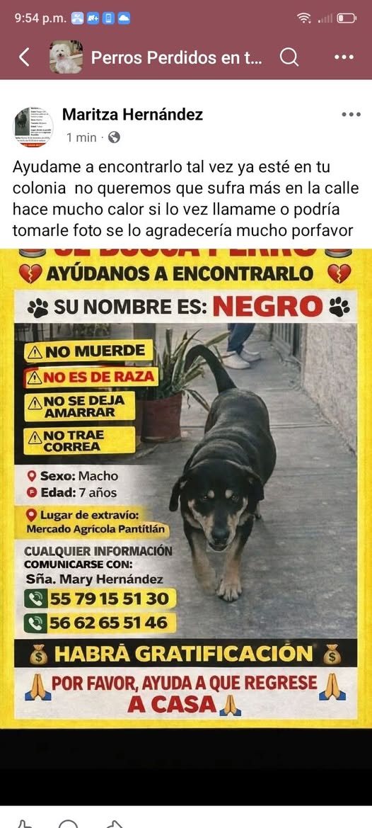 Negro