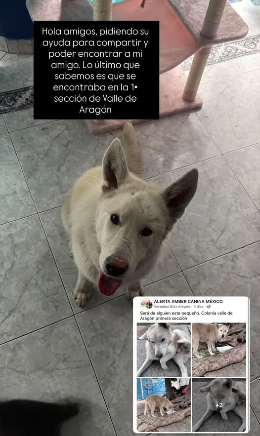 Lost dog