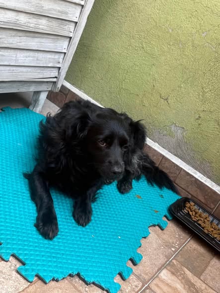 Lost dog
