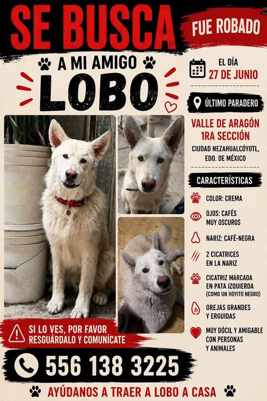 lobo