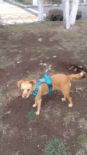 Lost dog