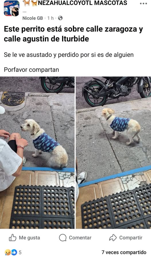 Lost dog