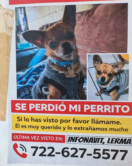 mi perrito