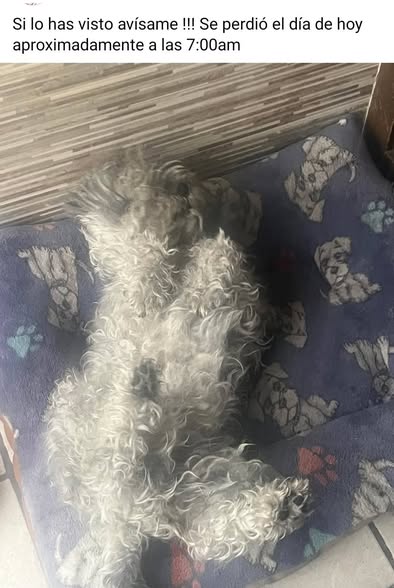Lost dog