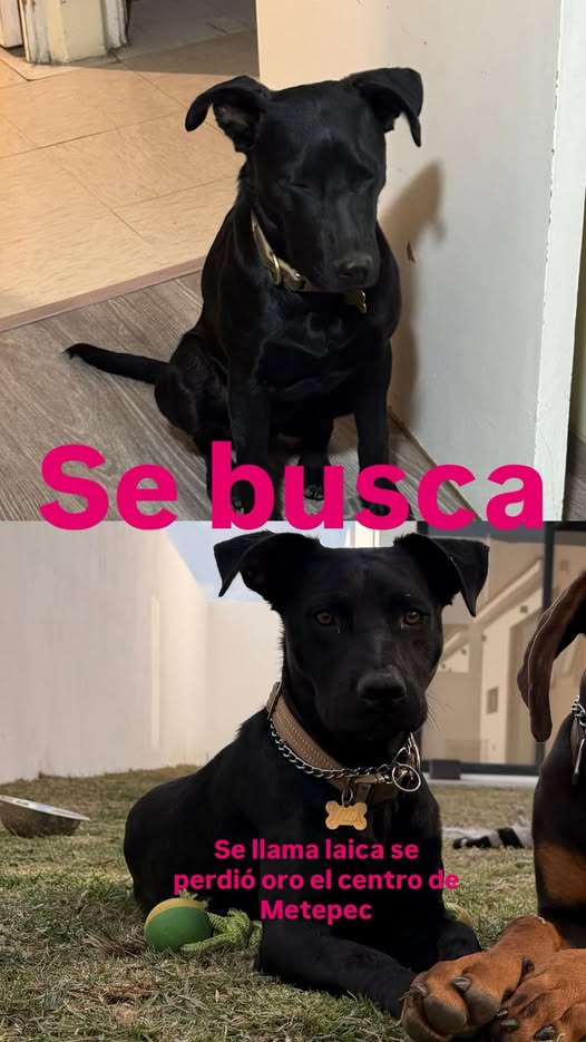 LAIKA
