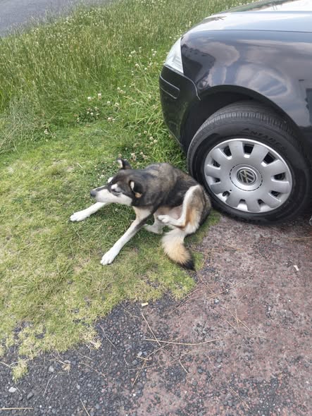 Lost dog