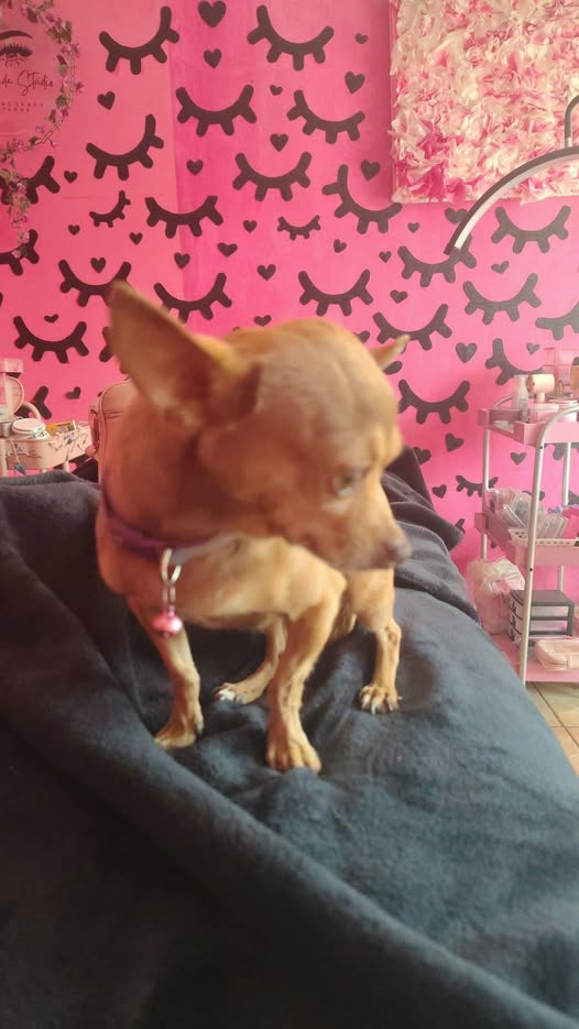 Lost dog