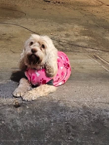 Lost dog