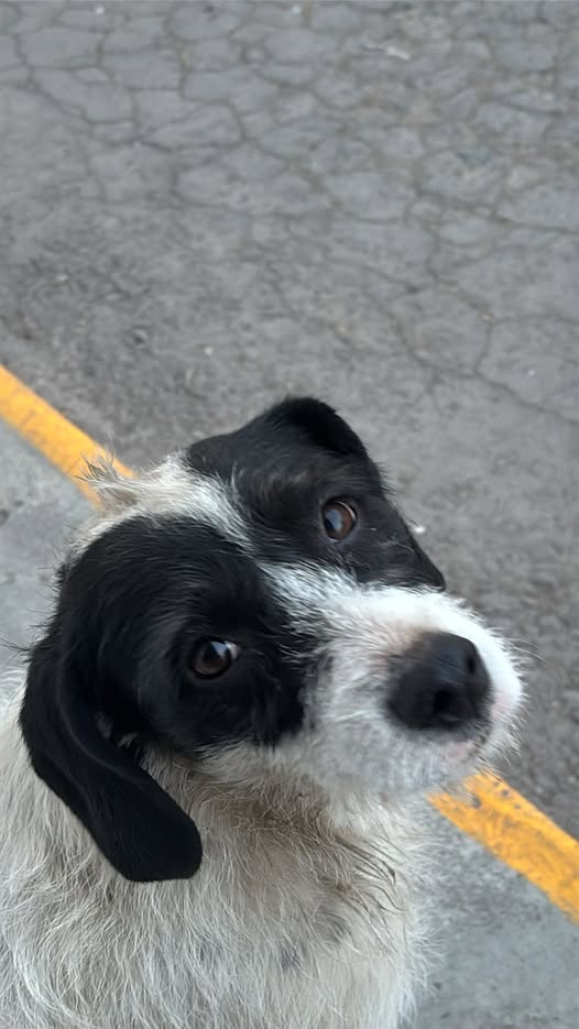 Lost dog