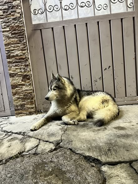 Gordo