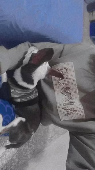 Snoopy