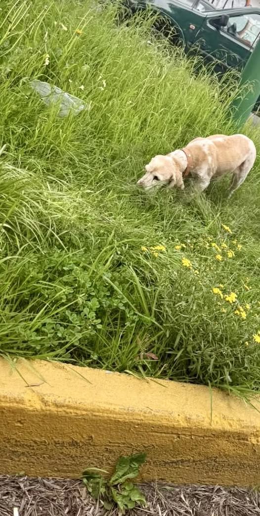 Lost dog