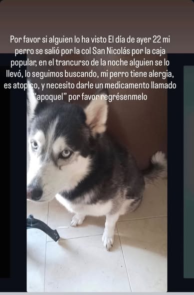 Lost dog
