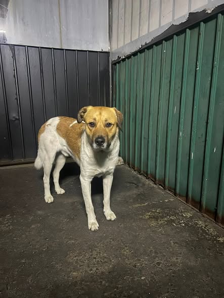 Lost dog