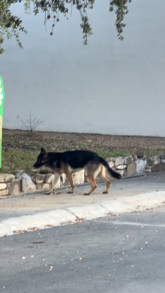 Lost dog
