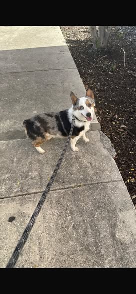 Lost dog