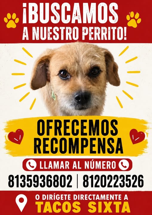Lost dog