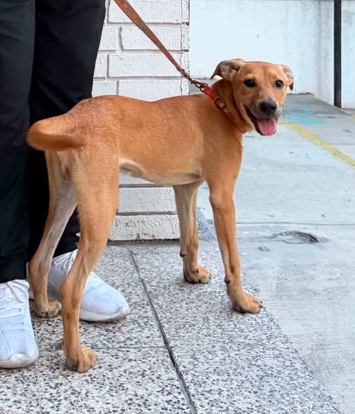 Mateo