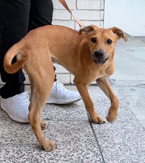 Mateo