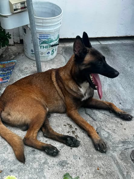 Lost dog