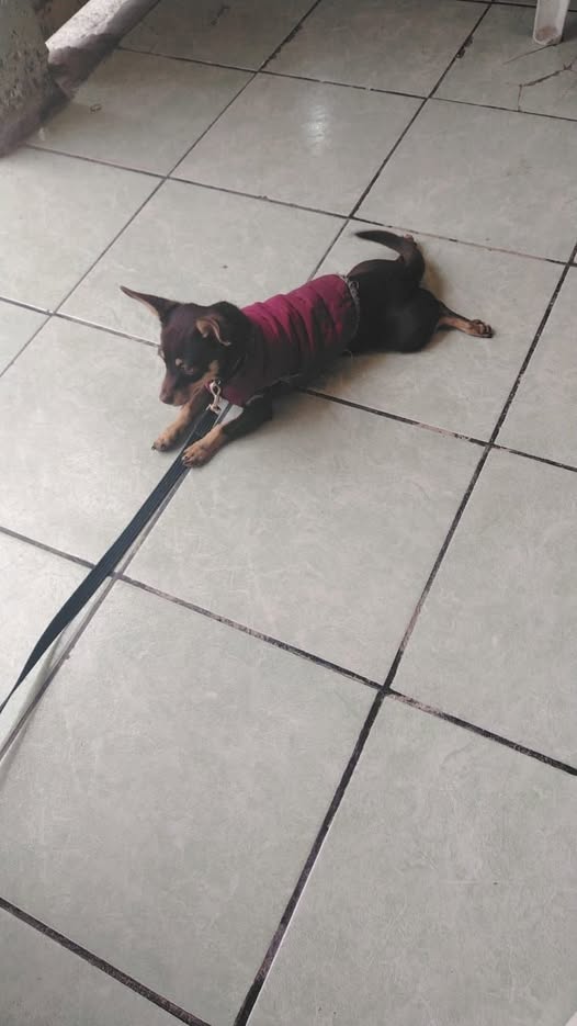 canelita