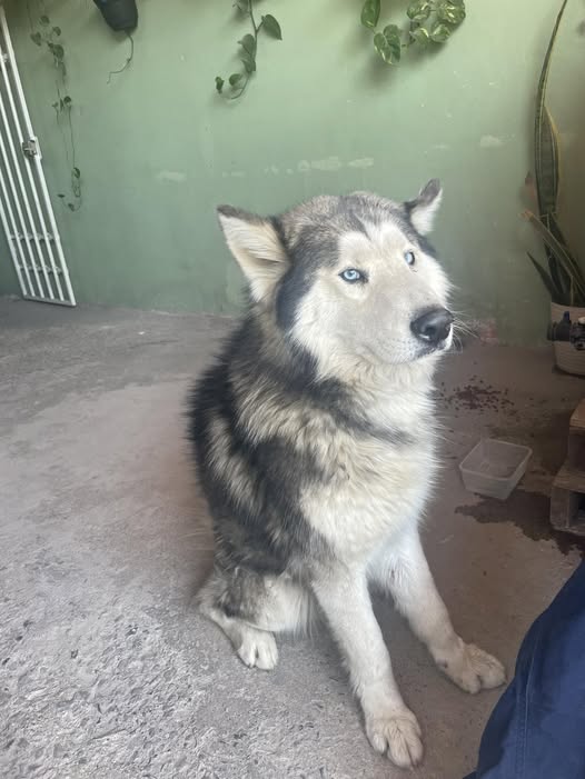 Lost dog