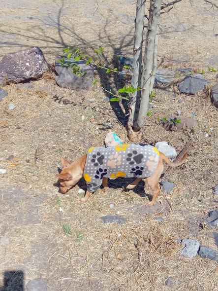Lost dog