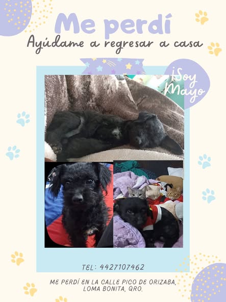 Mayito
