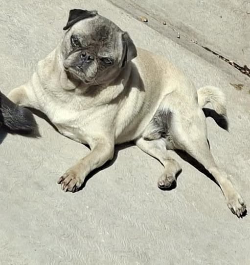 Lost dog