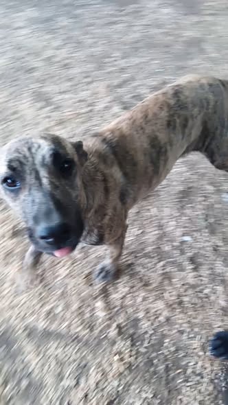 Lost dog