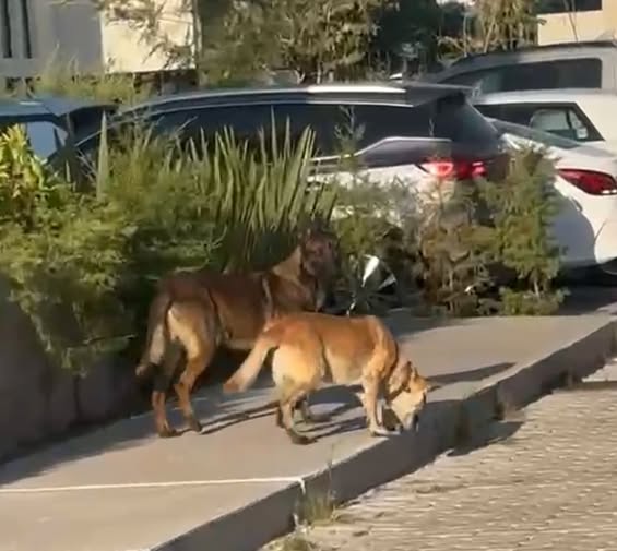 Lost dog