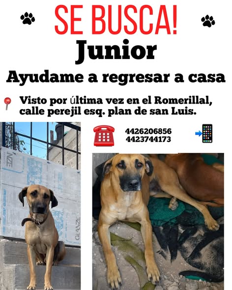 Junior