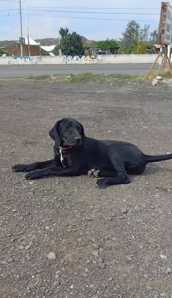 Lost dog