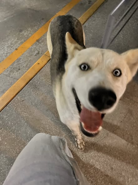 Lost dog