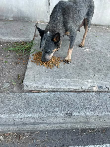 Lost dog