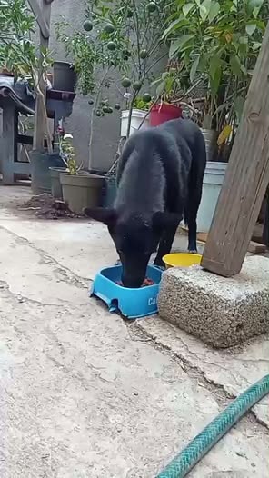 Lost dog