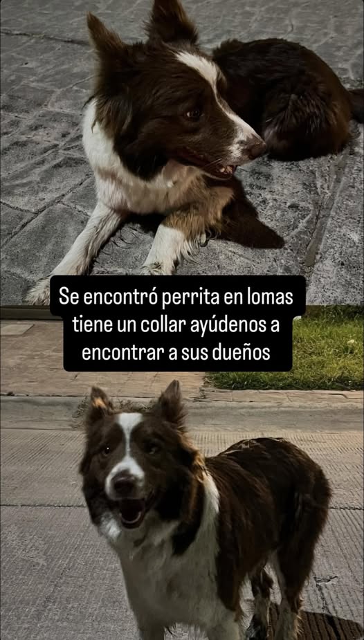 Lost dog