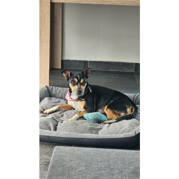 Dog sighting photo