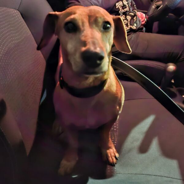 Dog sighting photo