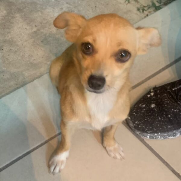 Foto del avistamiento de perro