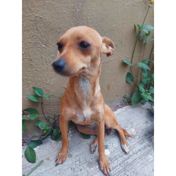 Dog sighting photo